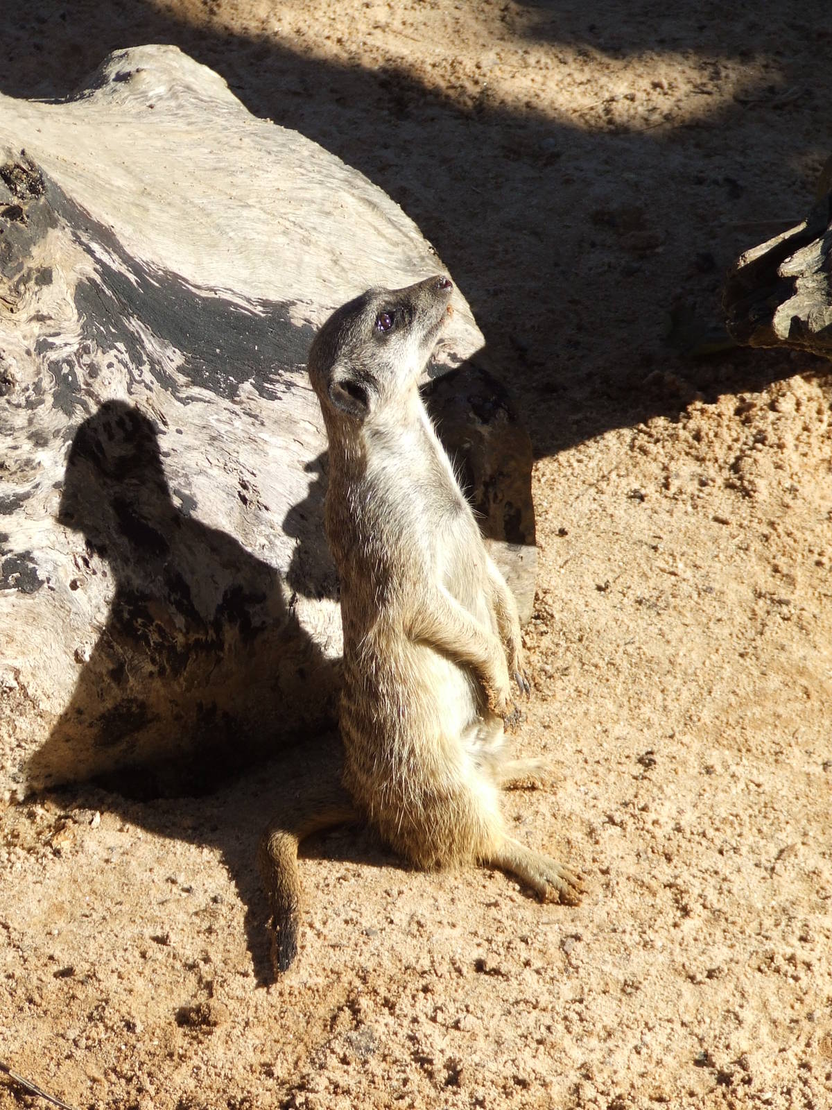 Sun worshipping Meerkat