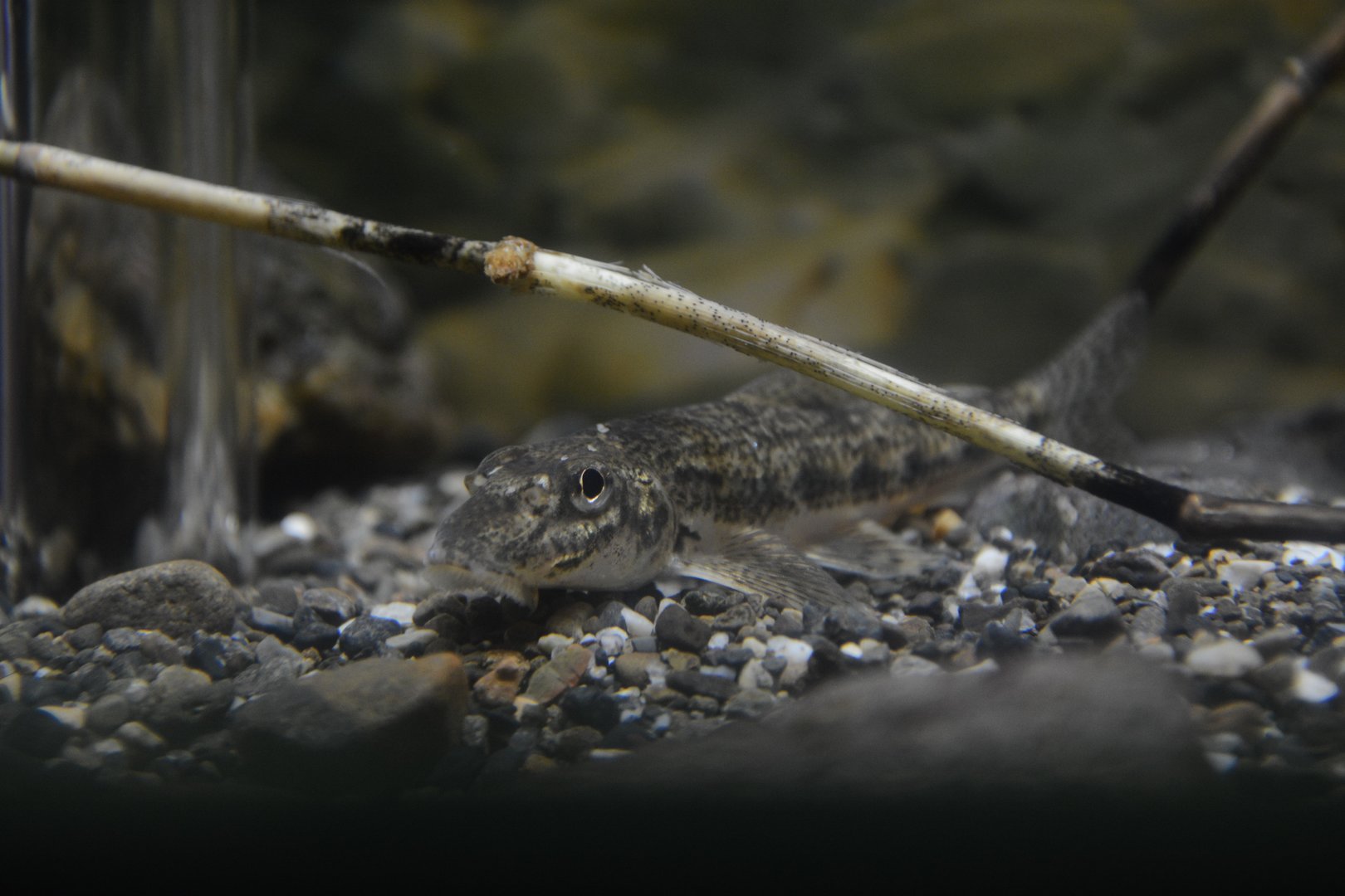 Sunago pike gudgeon (Pseudogobio polystictus)