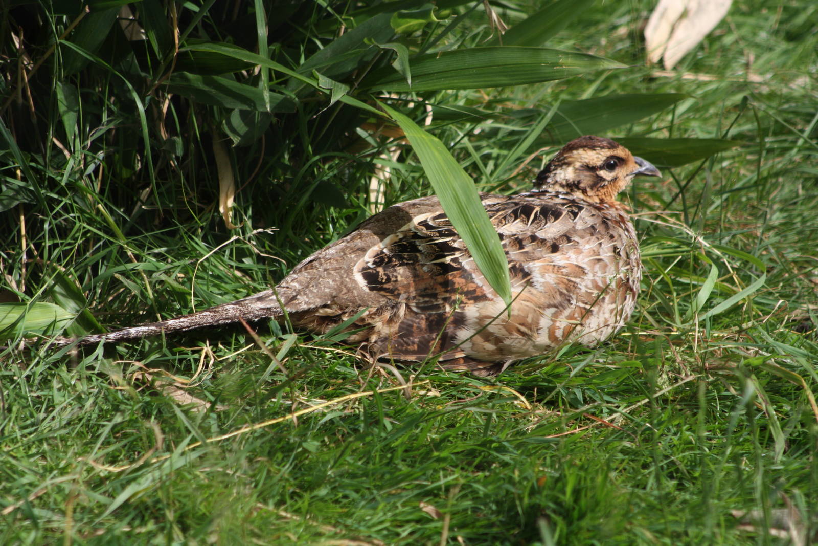 Sunbathing, 28th June 2014