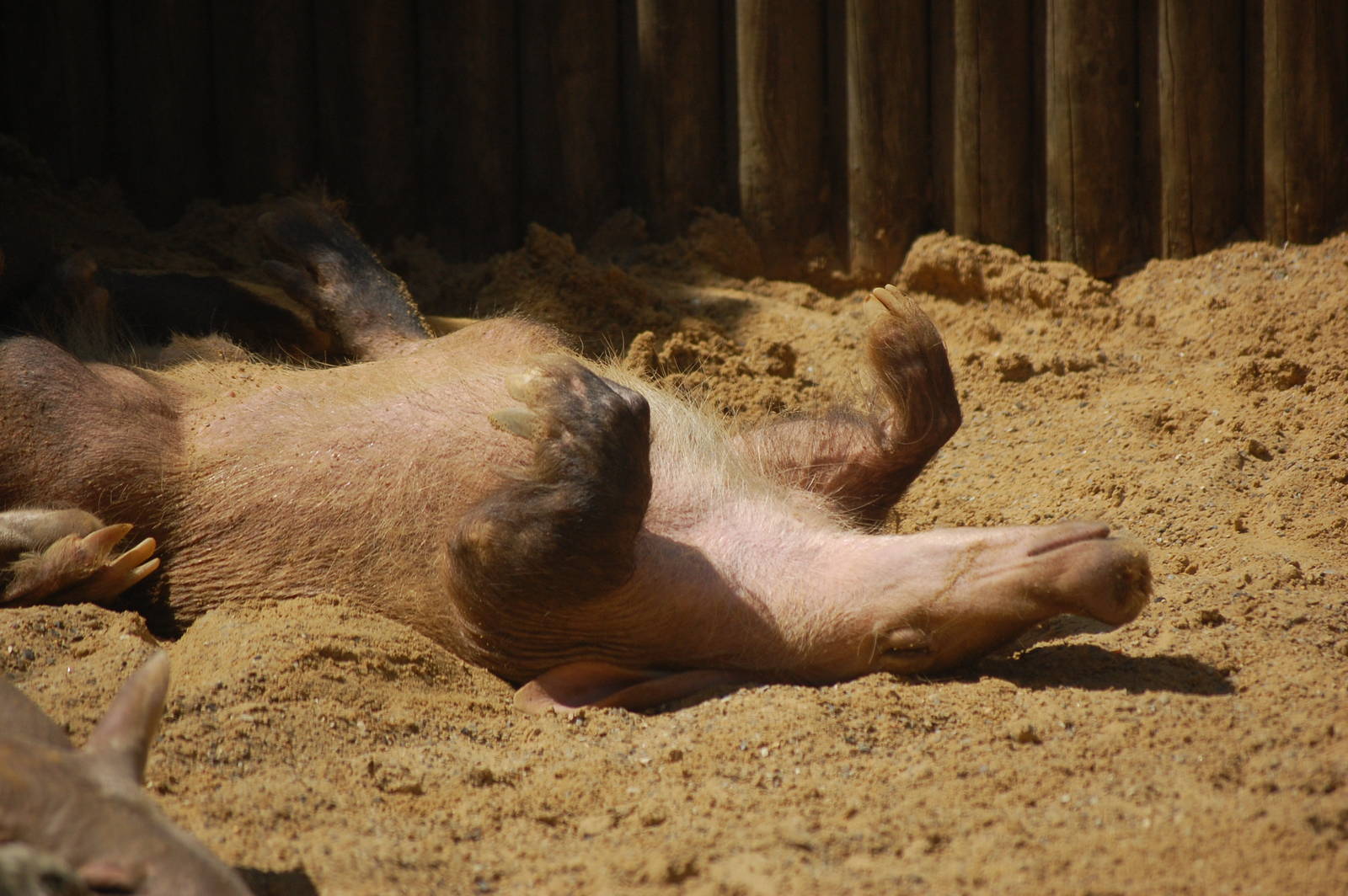 Sunbathing Aardvark