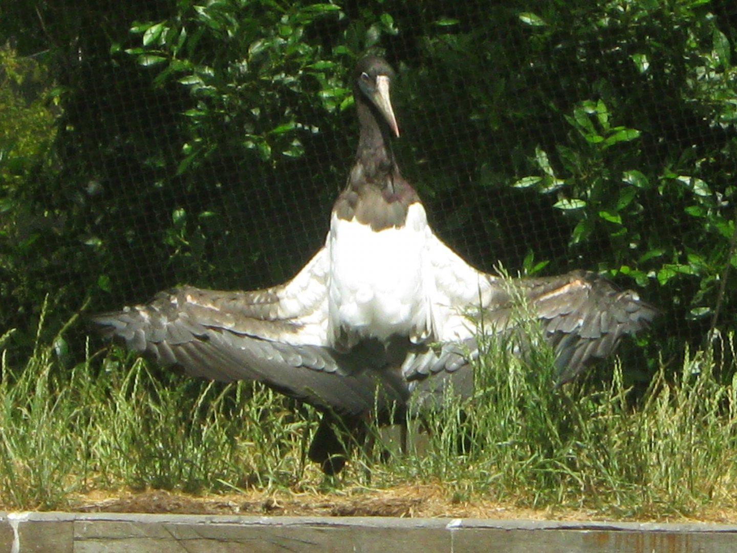 Sunbathing Abdim's Stork