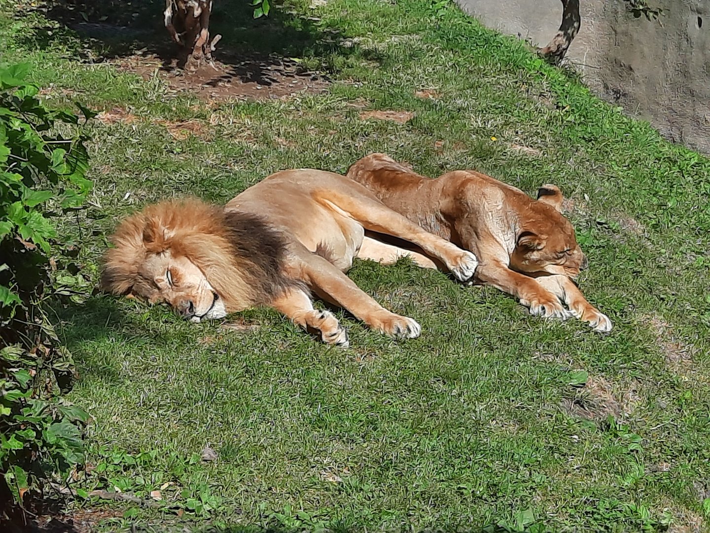 Sunbathing African Lions
