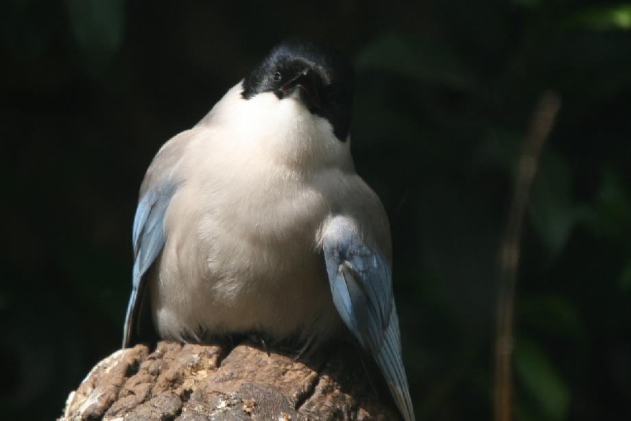 Sunbathing azure-winged magpie