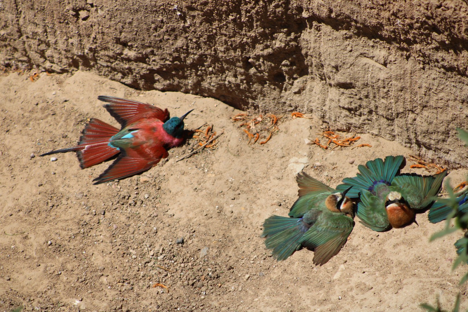 Sunbathing Bee-Eaters