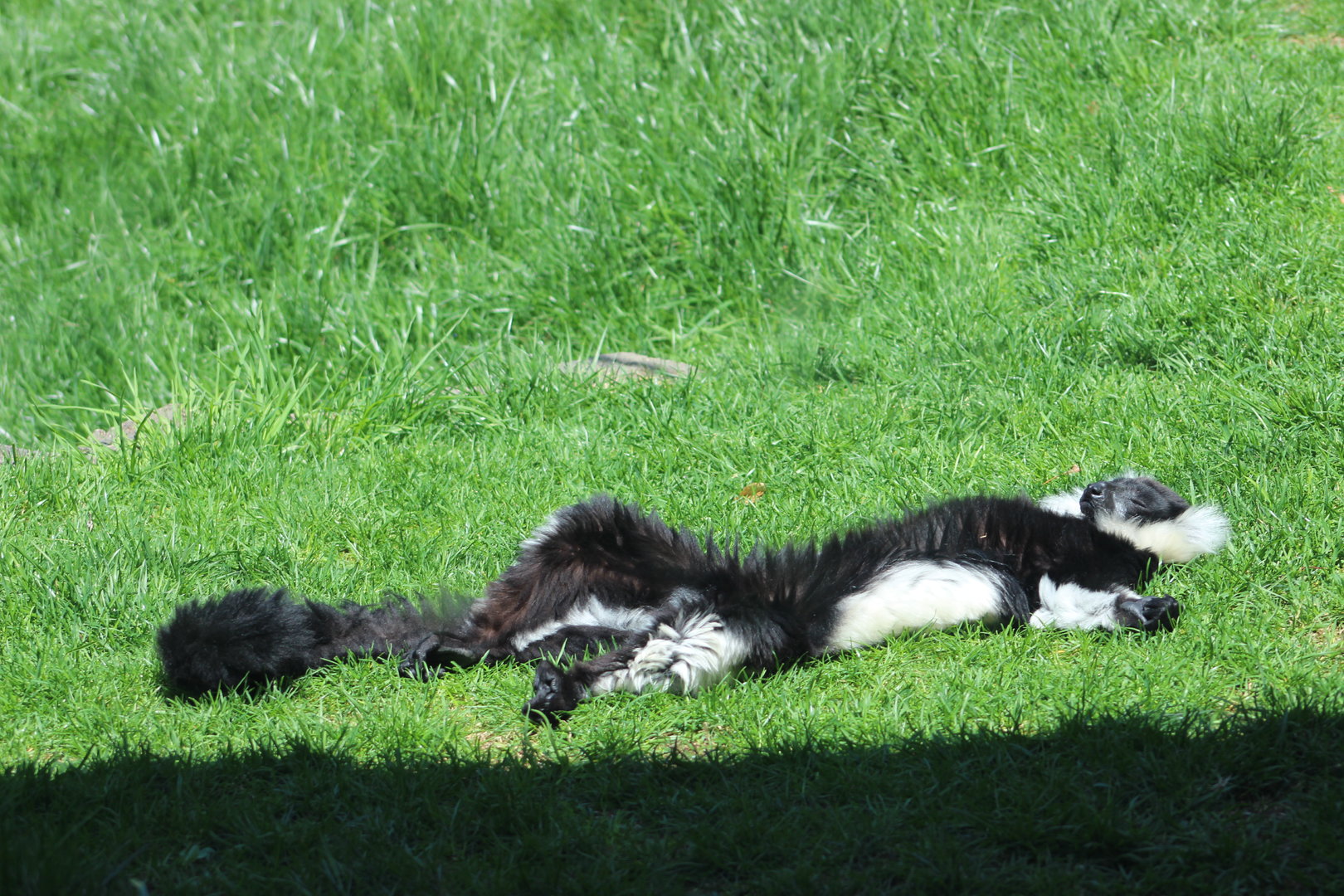Sunbathing Black and White Ruffed Lemur