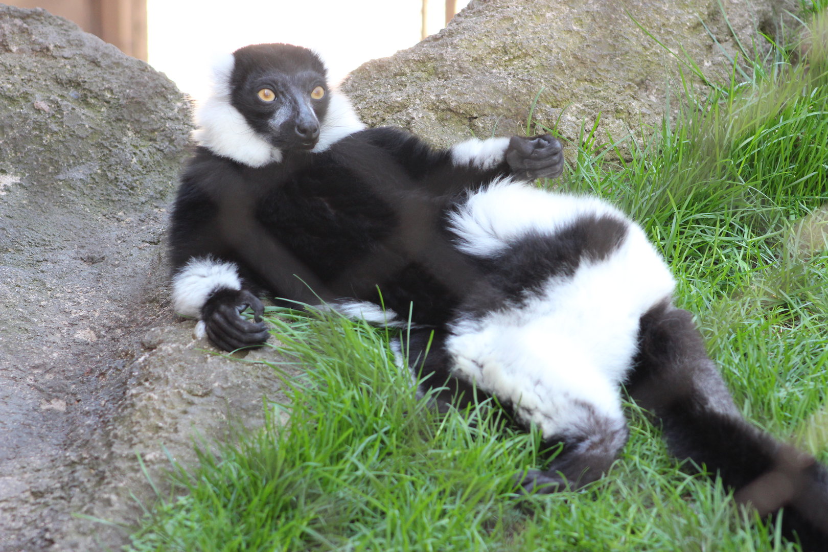 Sunbathing Black and White Ruffed Lemur