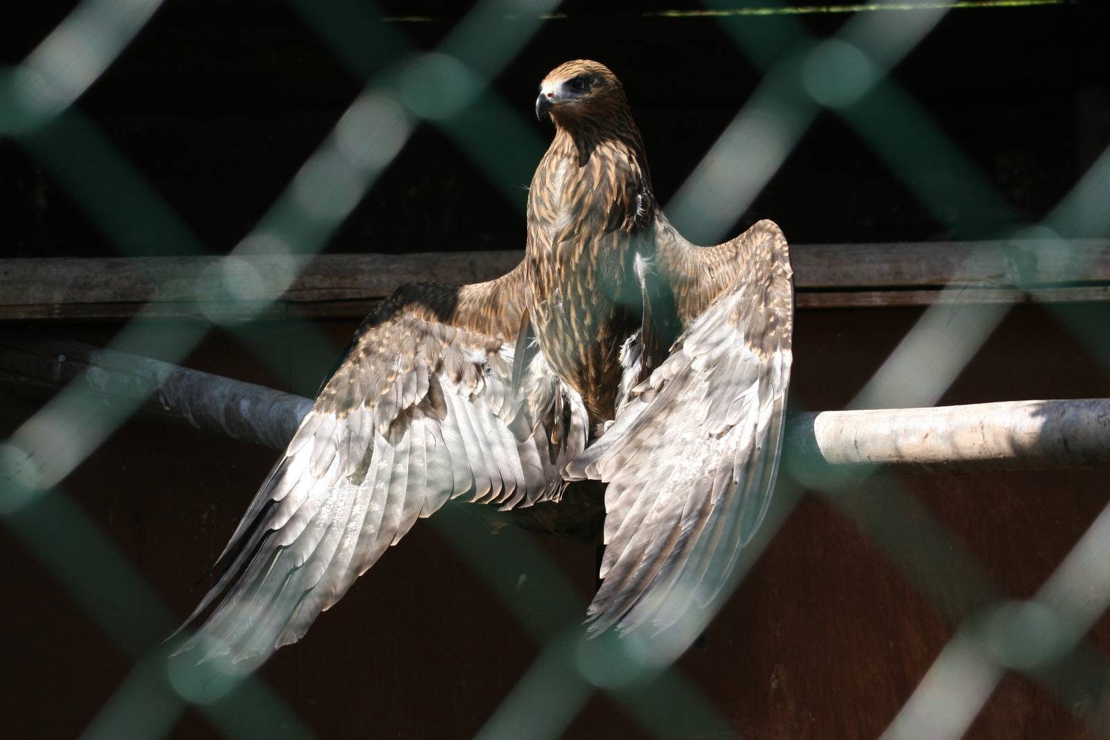 Sunbathing Black Kite