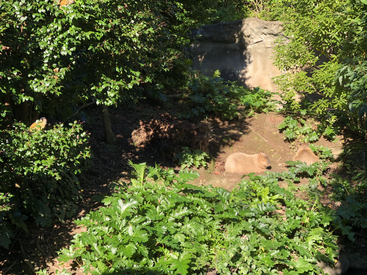 Sunbathing Capybara and Black-capped (Bolivian) Squirrel monkey in tree