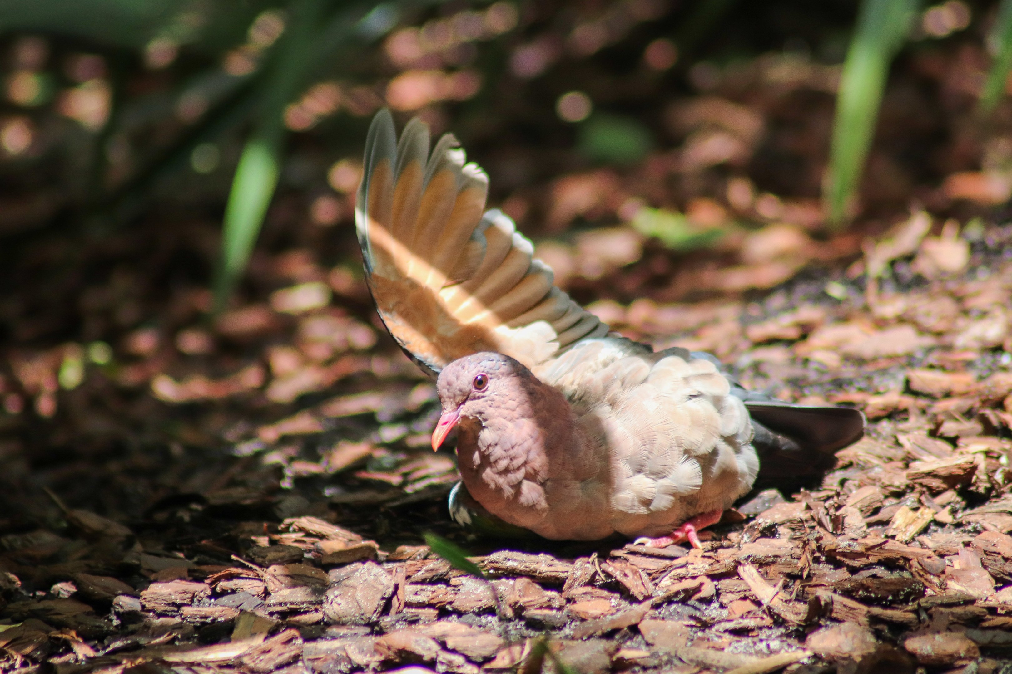 Sunbathing Emerald Dove (Chalcophaps longirostris)