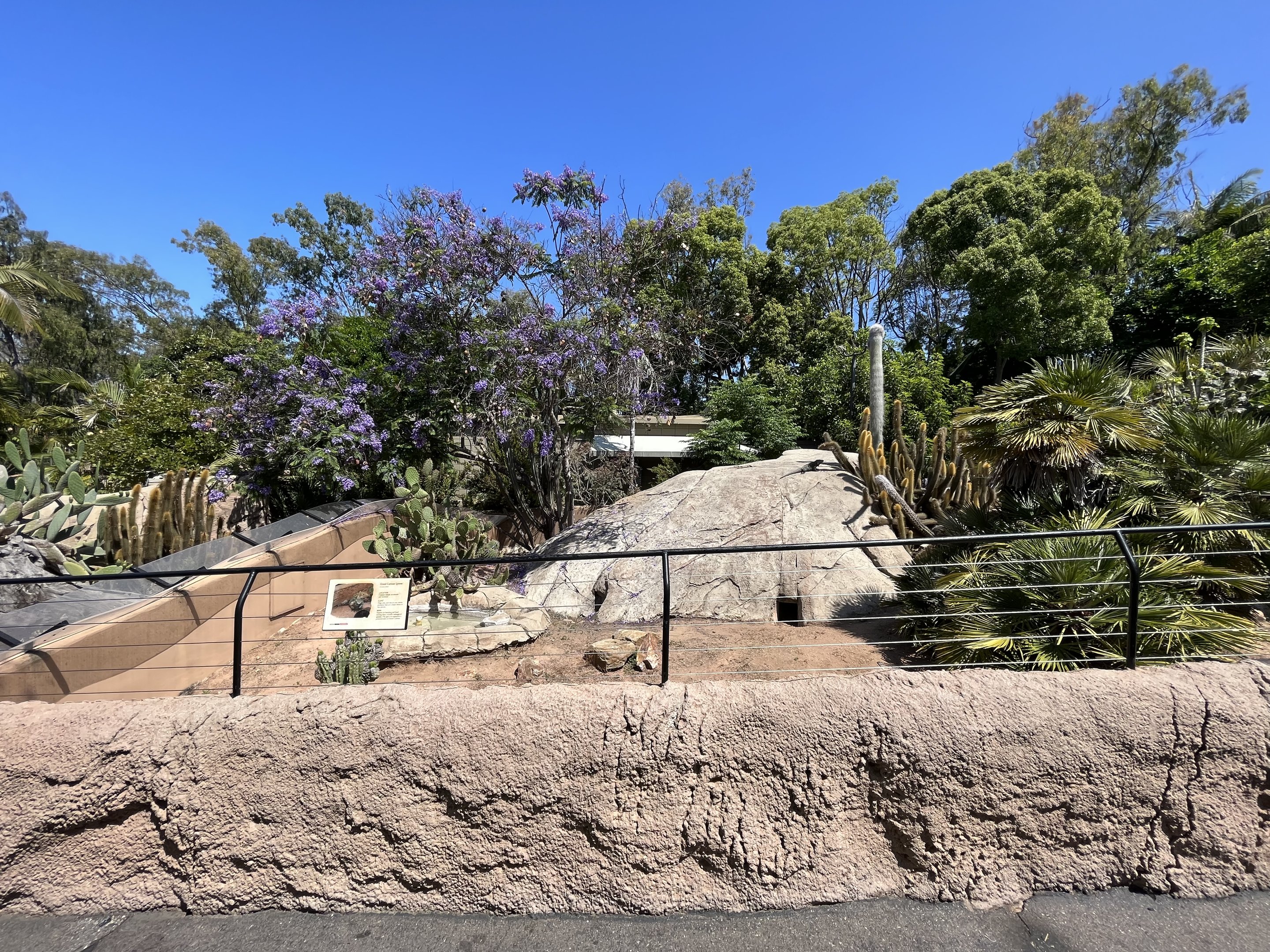 Sunbathing Grand Cayman Iguana
