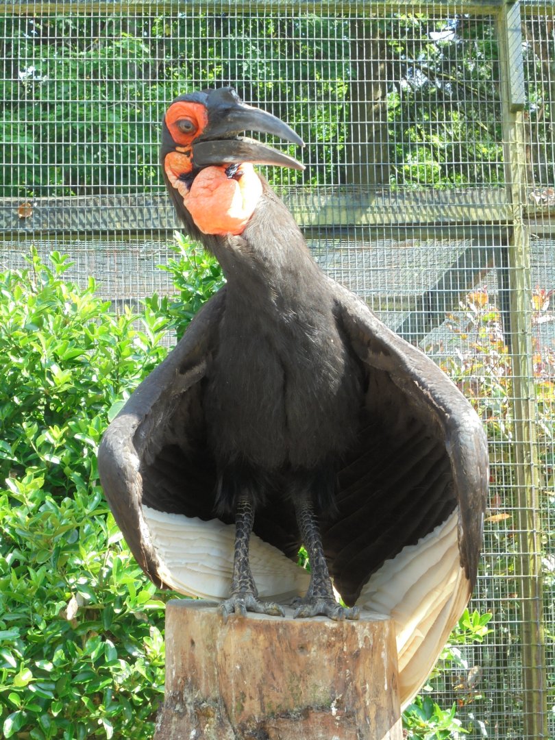 Sunbathing Ground Hornbill 2017