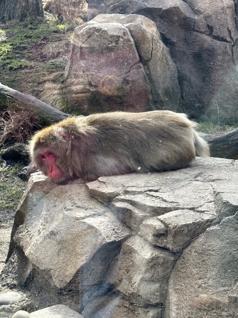 Sunbathing Japanese Macaque