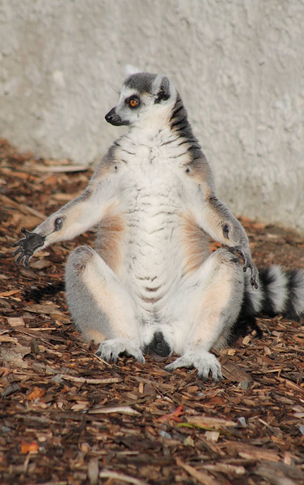 sunbathing lemur