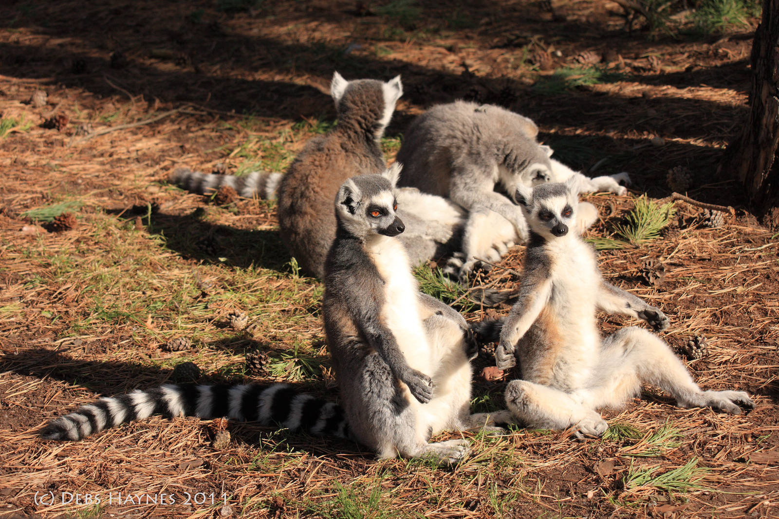 Sunbathing Lemurs