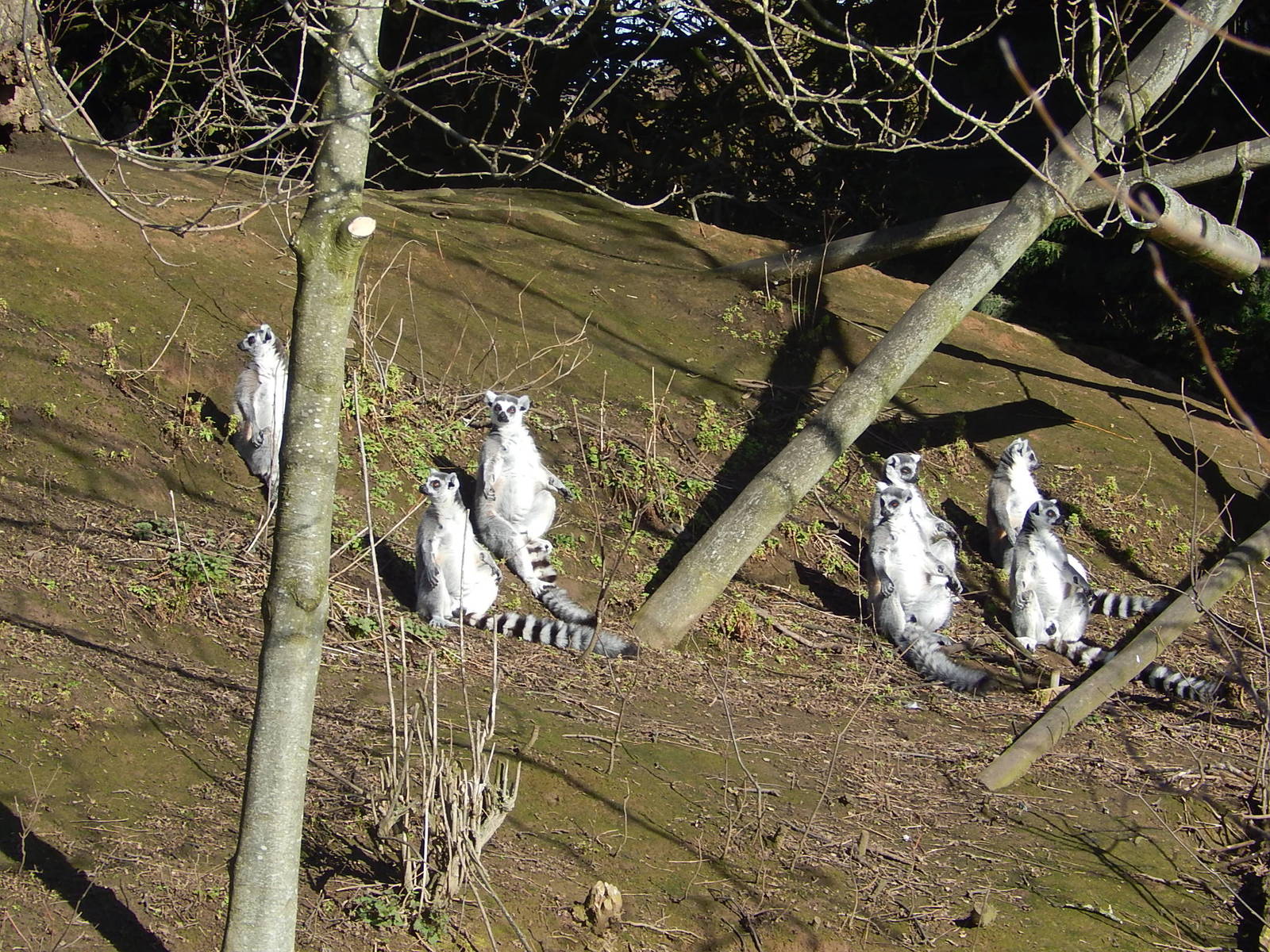 Sunbathing lemurs