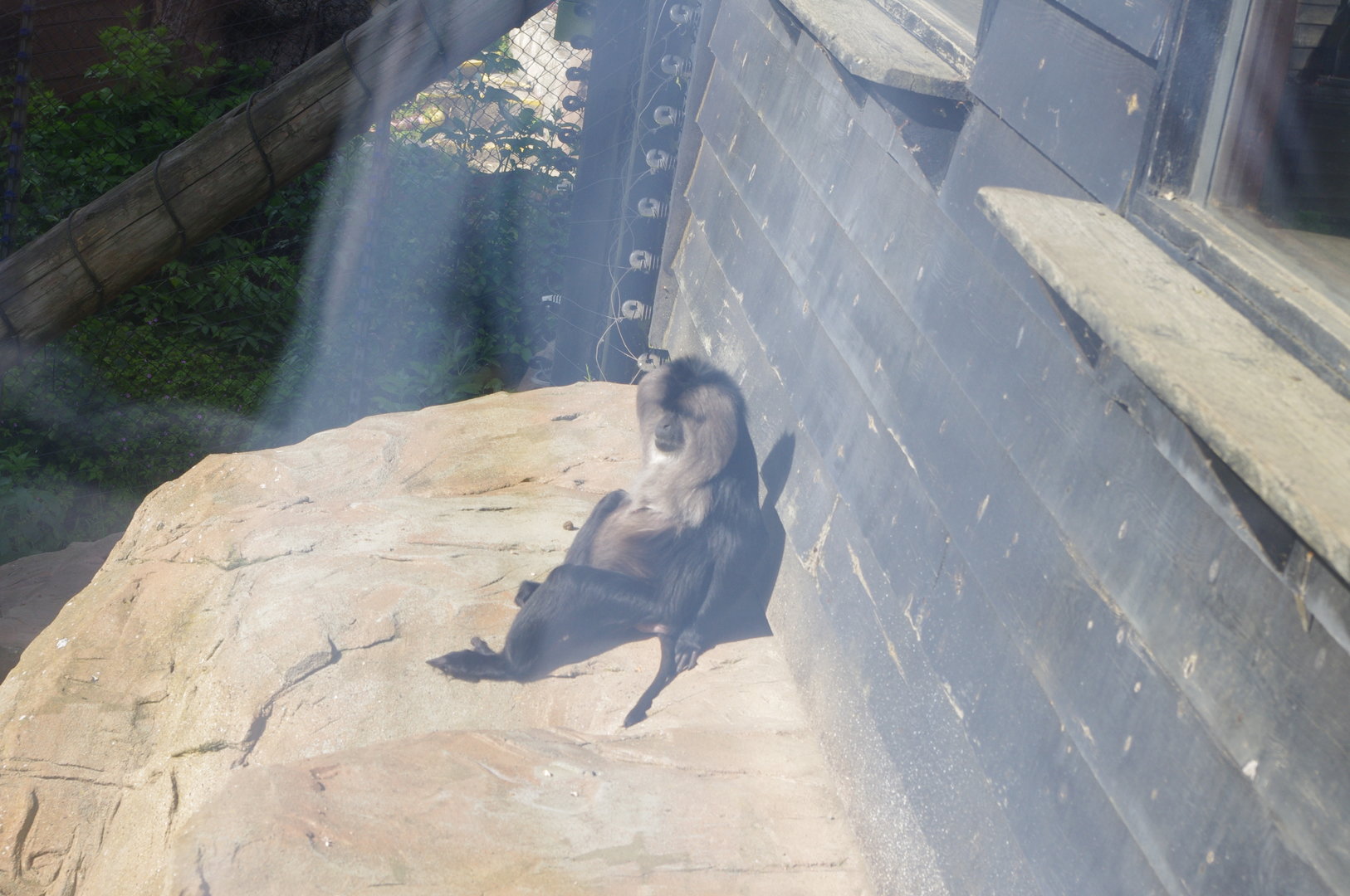 Sunbathing Lion tailed Macaque- 2/6/2023