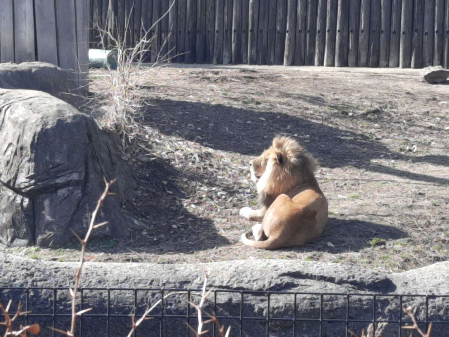 Sunbathing Lion
