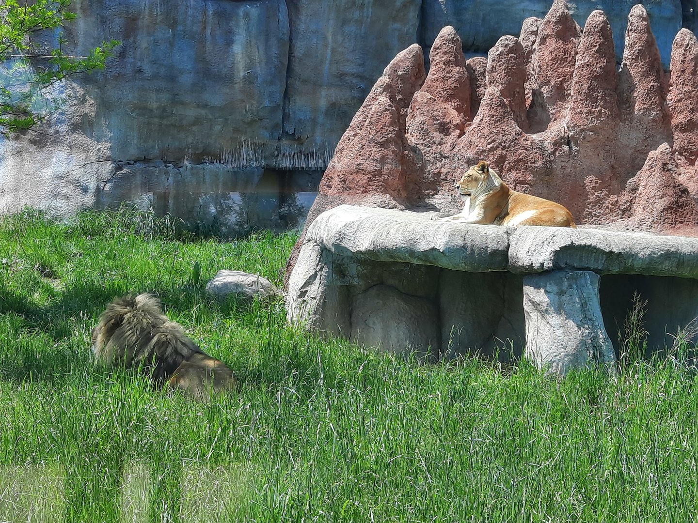 Sunbathing Lions