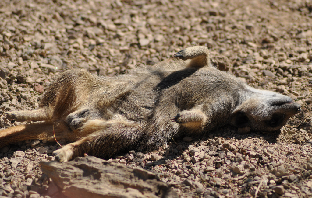 Sunbathing Meerkat