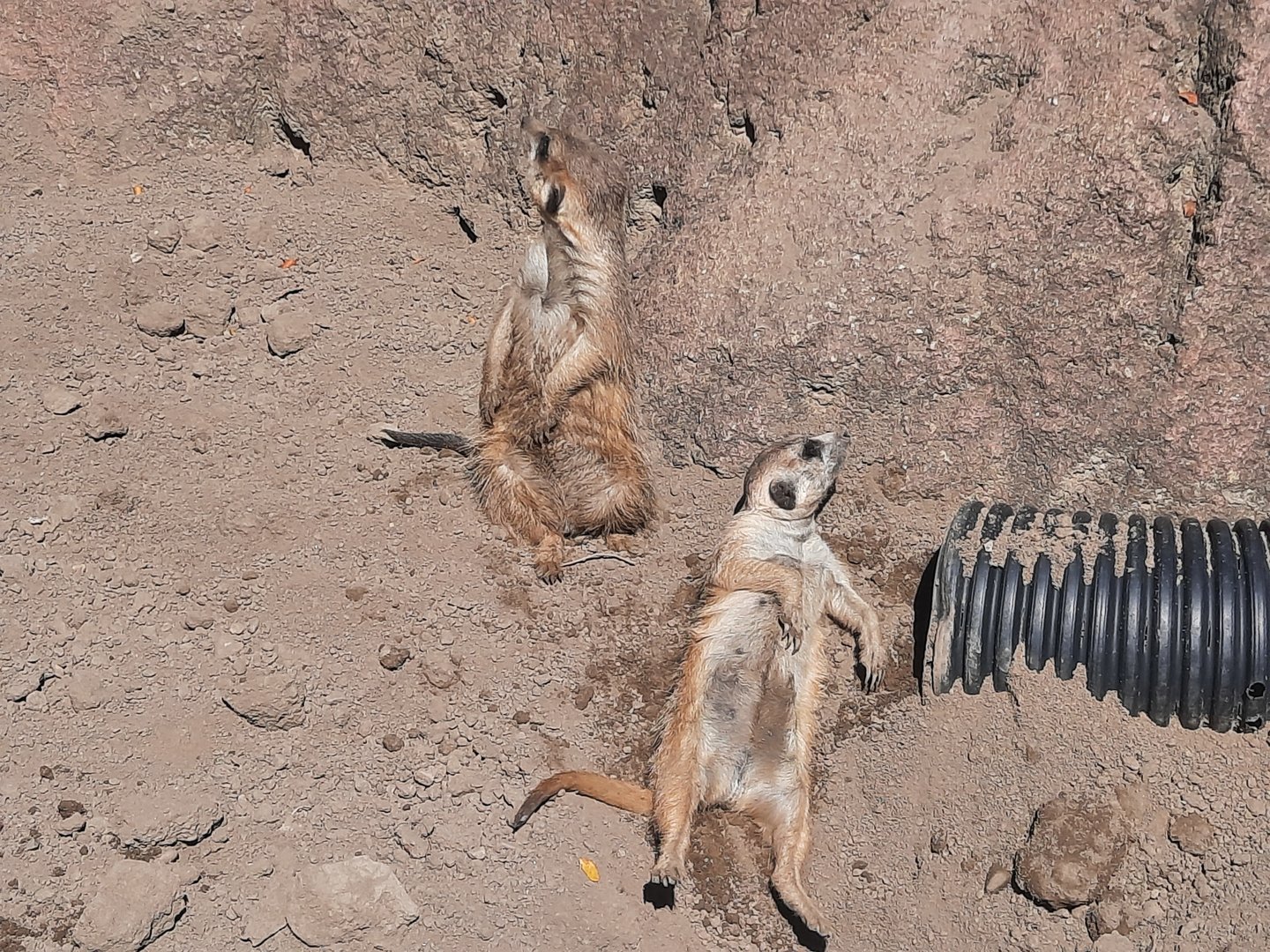 Sunbathing Meerkats