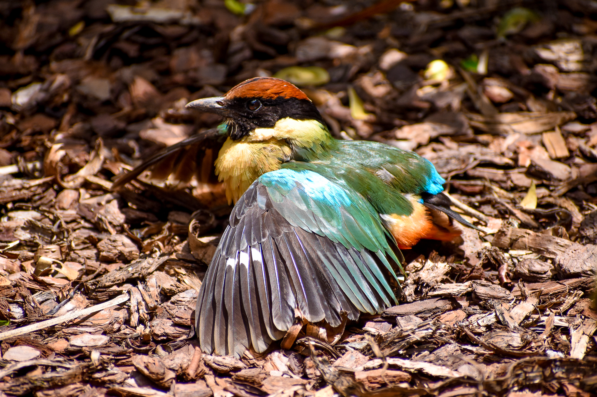 Sunbathing Noisy Pitta