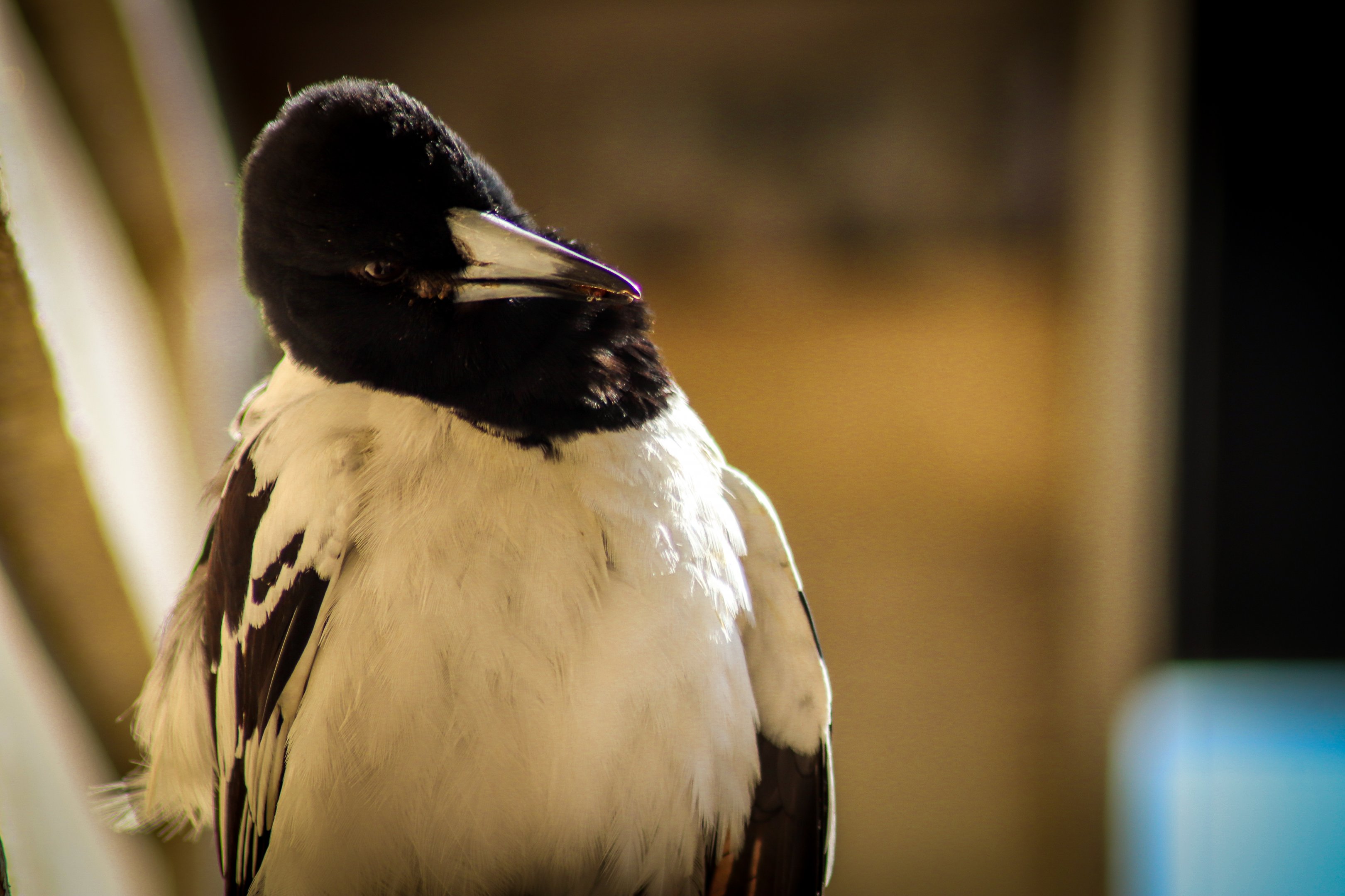 Sunbathing Pied Butcherbird (Cracticus nigrogularis)