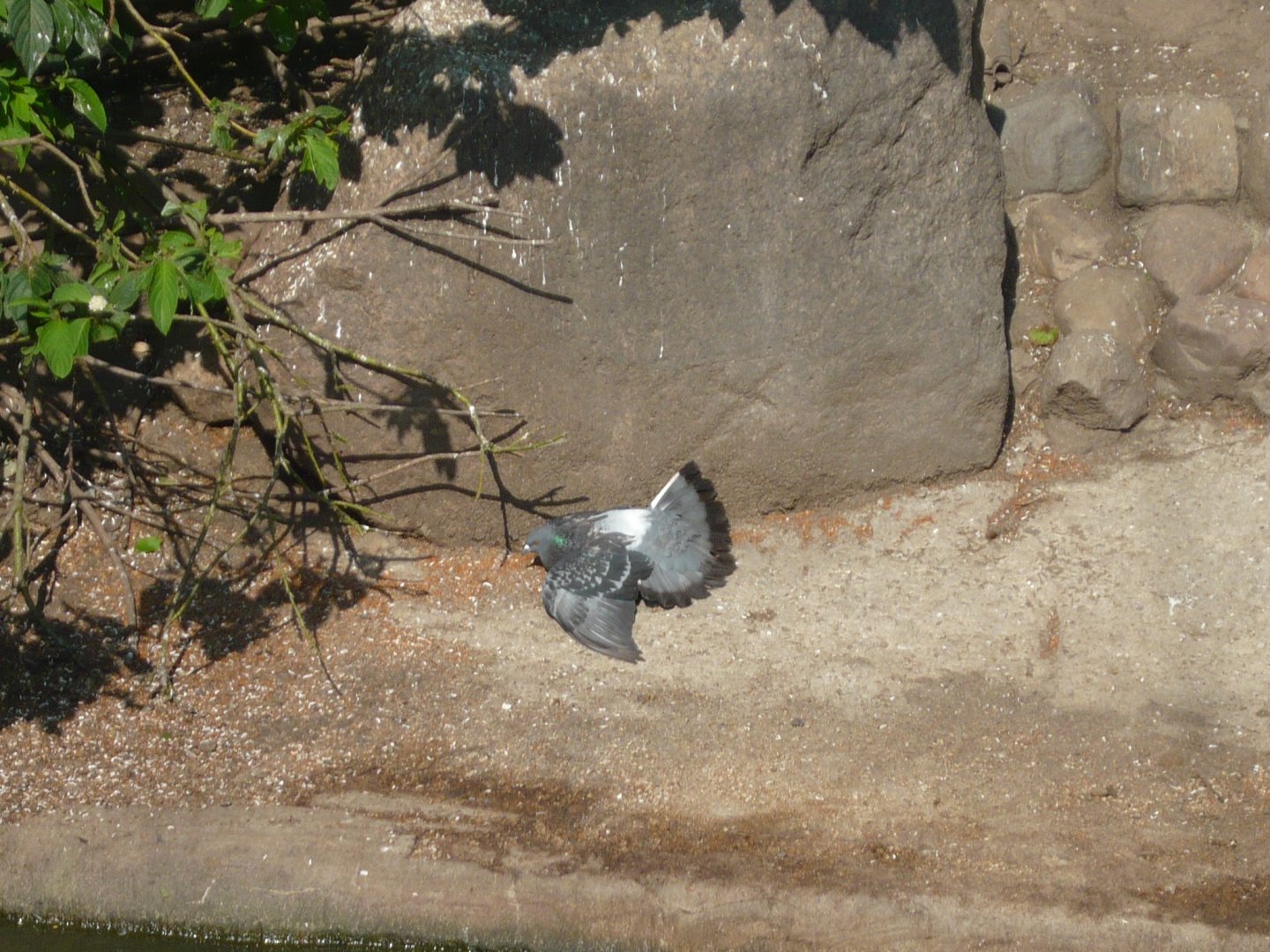 Sunbathing pigeon