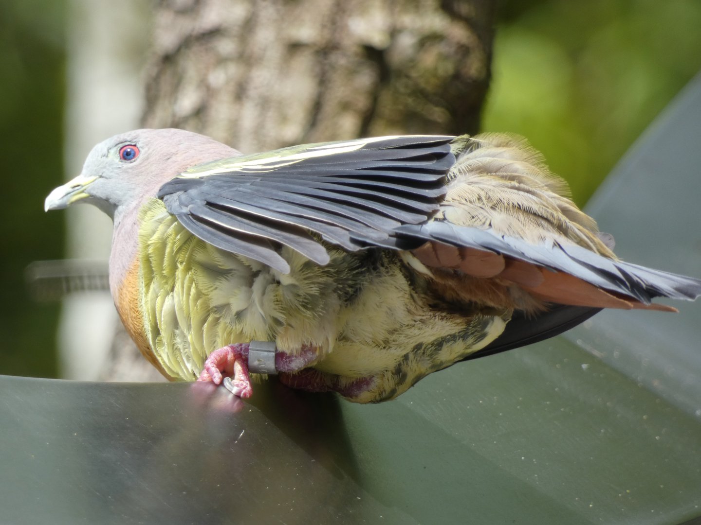 Sunbathing pink-necked green pigeon