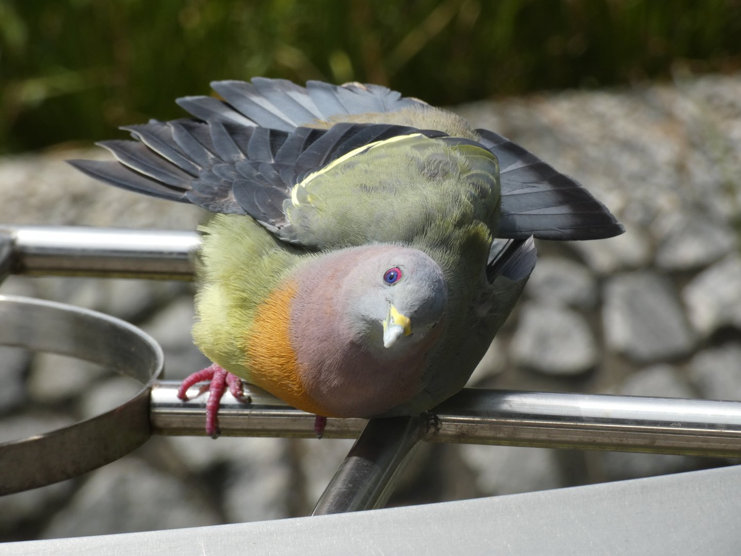 Sunbathing pink-necked green pigeon