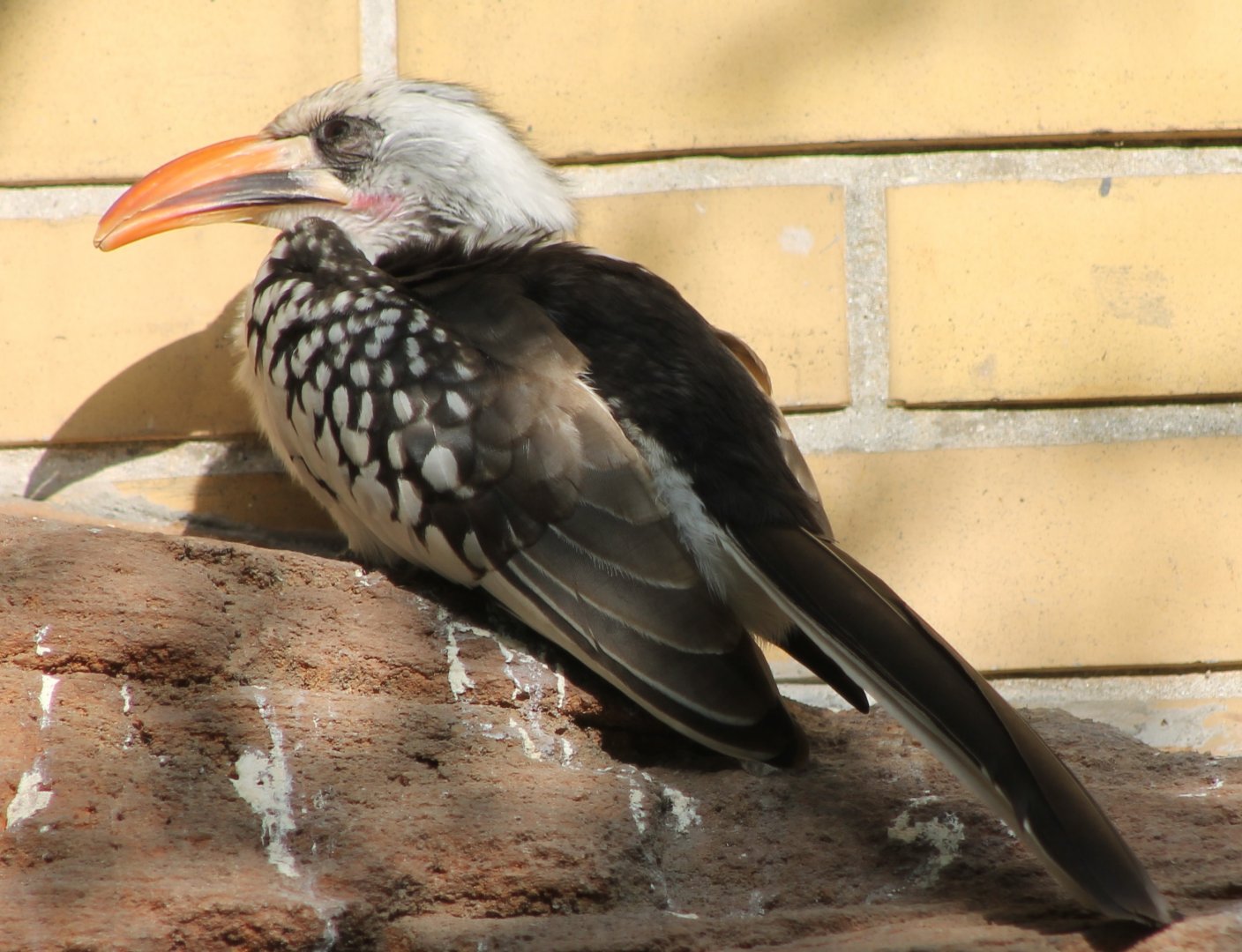 Sunbathing Red-billed hornbill