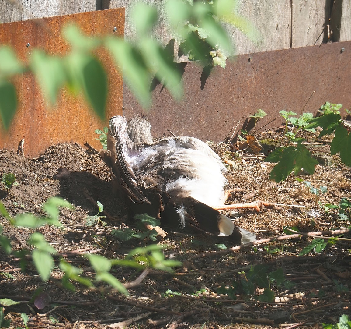 Sunbathing Red-legged seriema (Cariama cristata), 2022-08-20