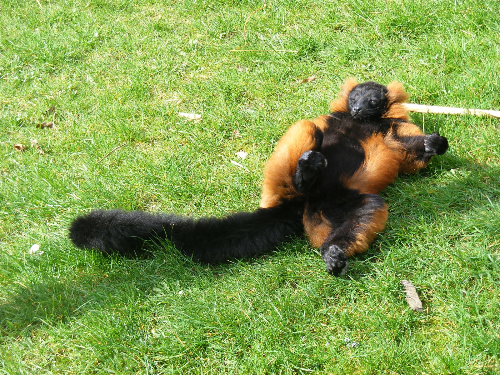 Sunbathing red ruffed lemur at Marwell Wildlife, 21 March 2010