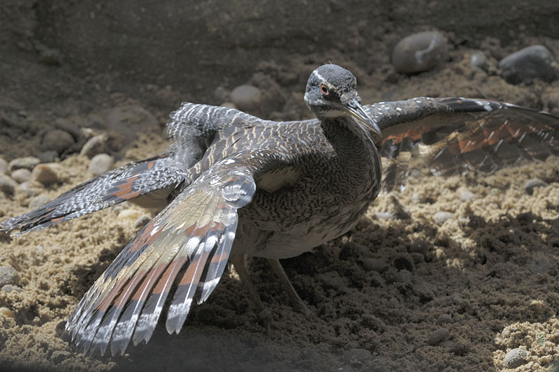 Sunbathing sun bittern