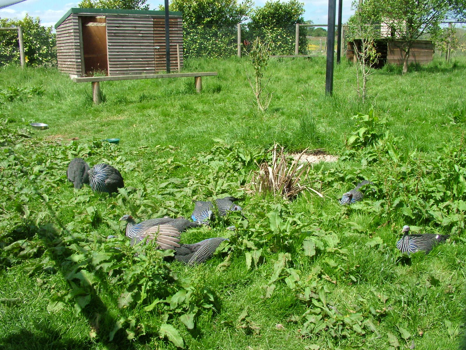Sunbathing Vulturine Guineafowl at Blackbrook, 12/06/10