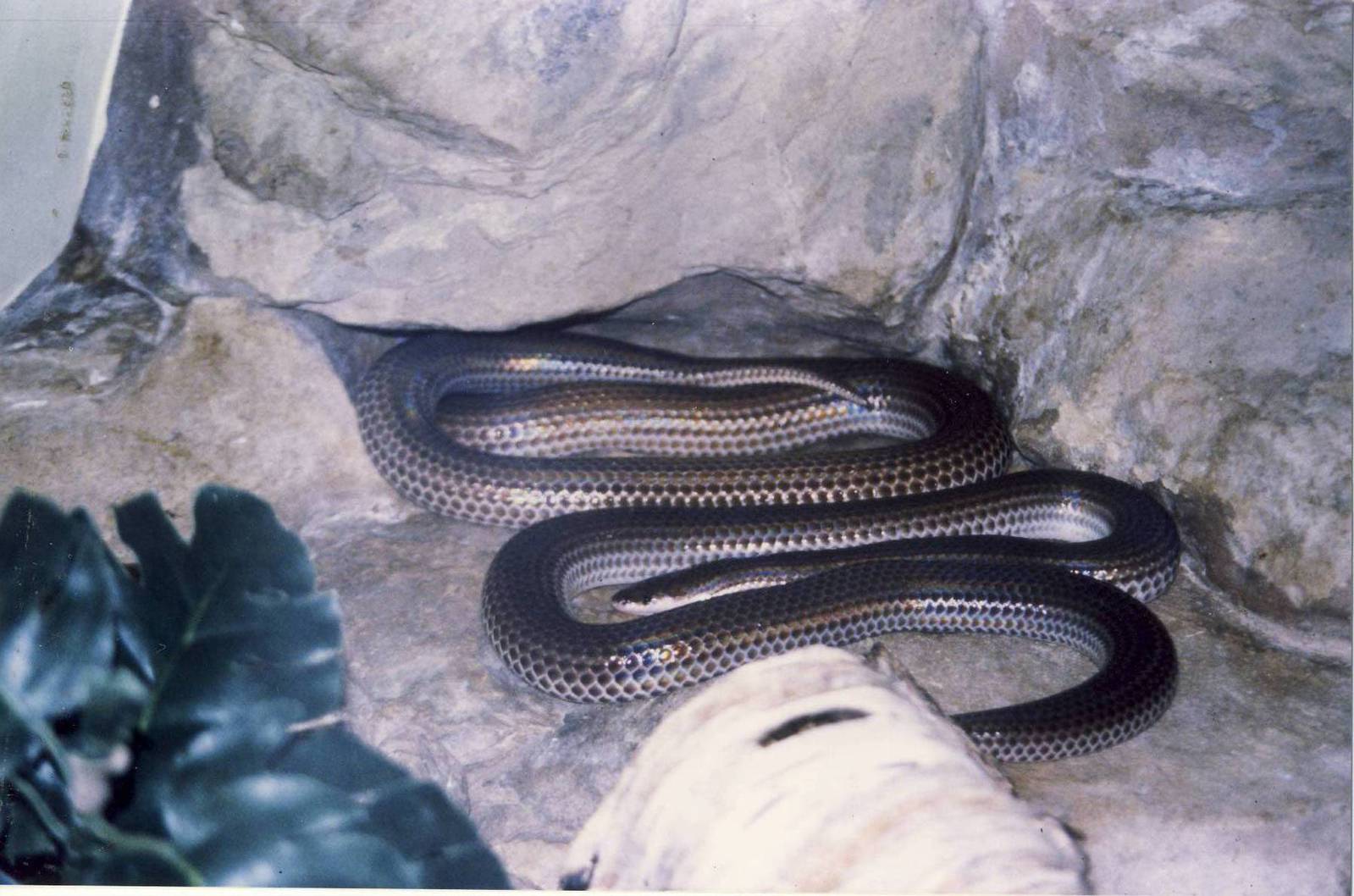 Sunbeam Snake Chester Zoo 9 May 2001