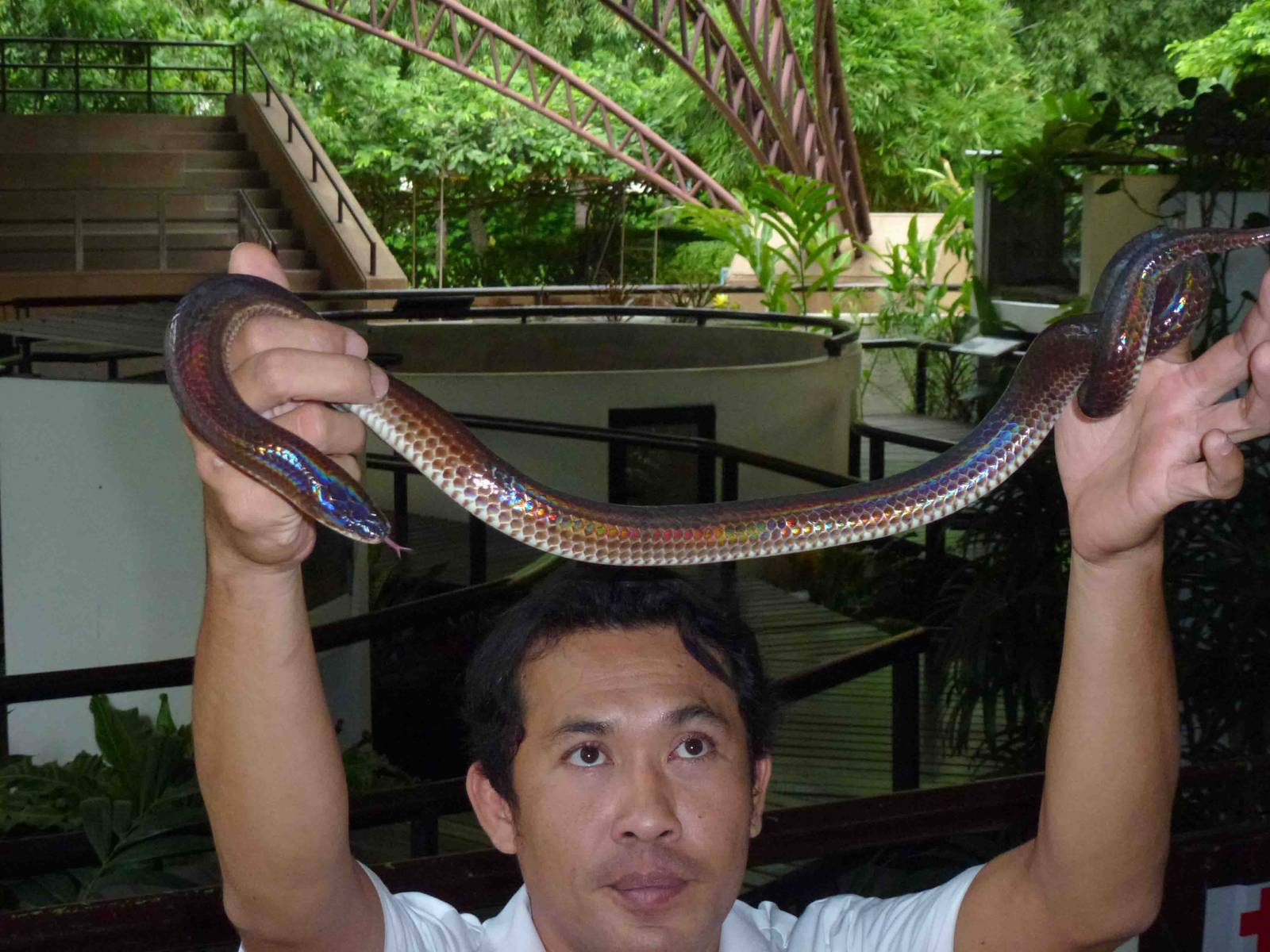 Sunbeam snake in show, June 2013.