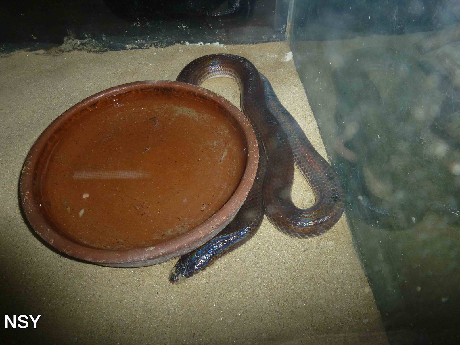 Sunbeam snake, June 2013.