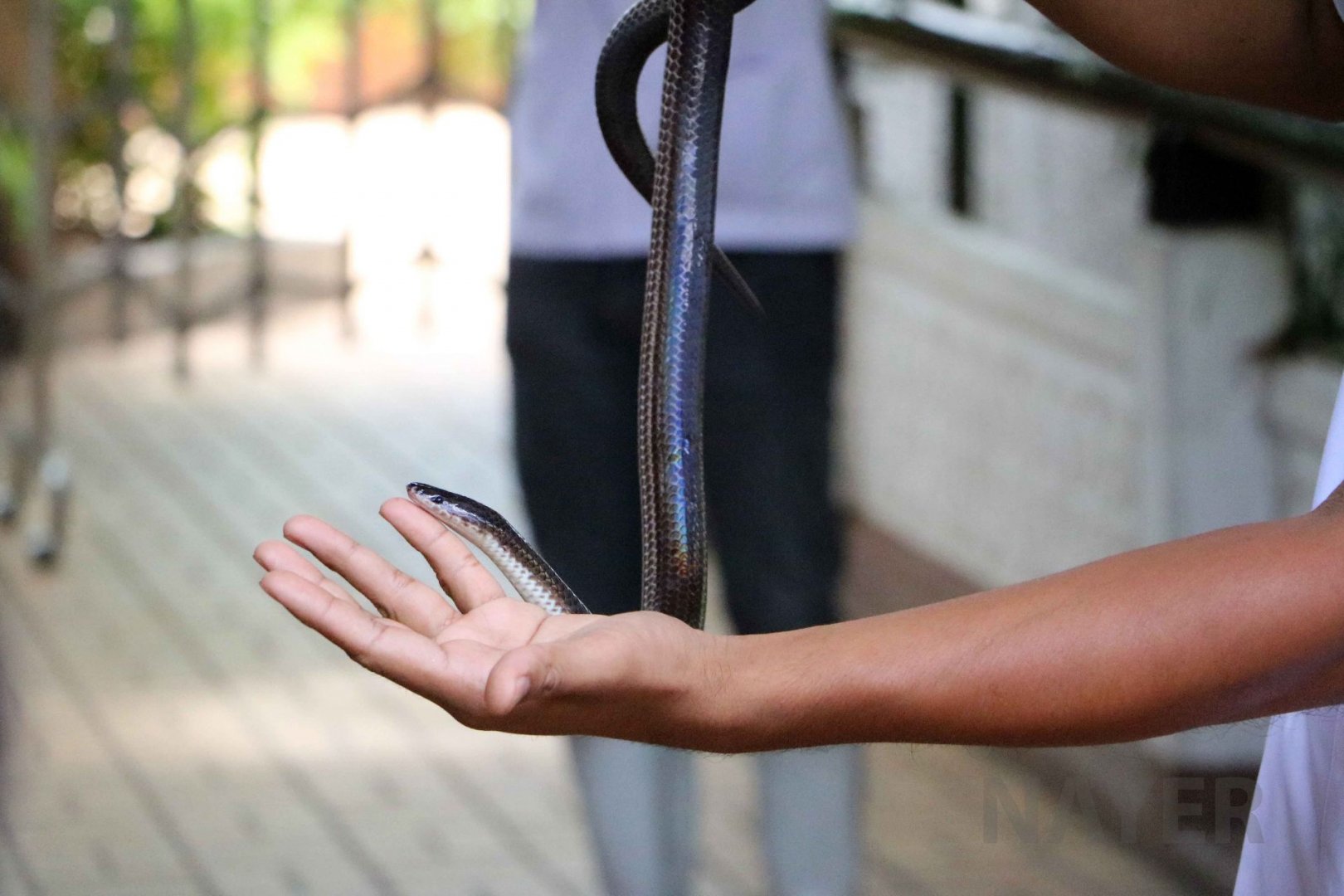 Sunbeam snake, June 2016