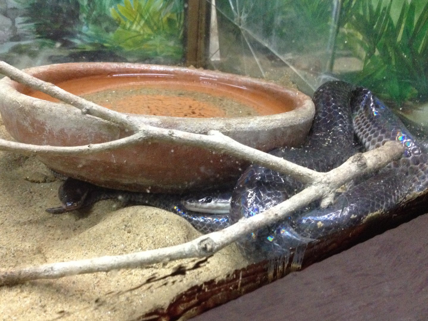 Sunbeam Snake (Xenopeltis unicolor)