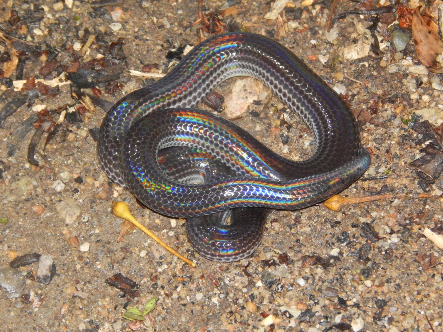 Sunbeam Snake (Xenopeltis unicolor)