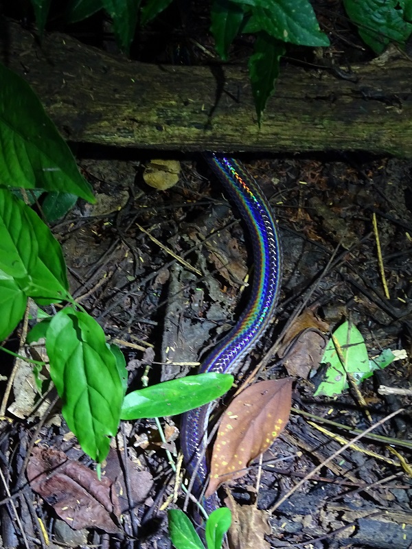 Sunbeam snake (Xenopeltis unicolor)
