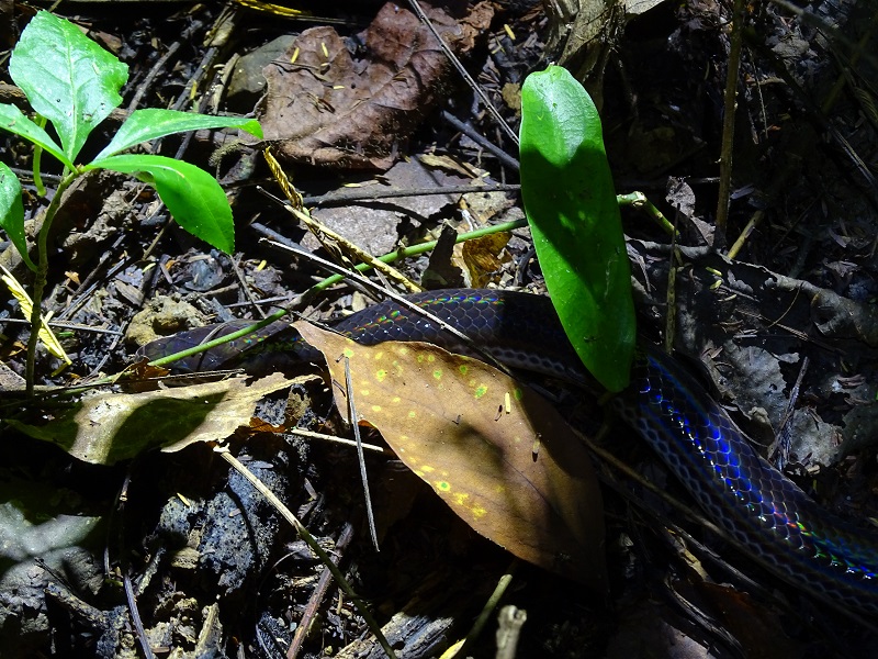 Sunbeam snake (Xenopeltis unicolor)