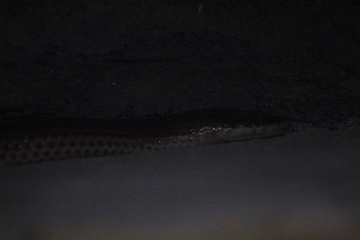 Sunbeam snake (Xenopeltis unicolor)