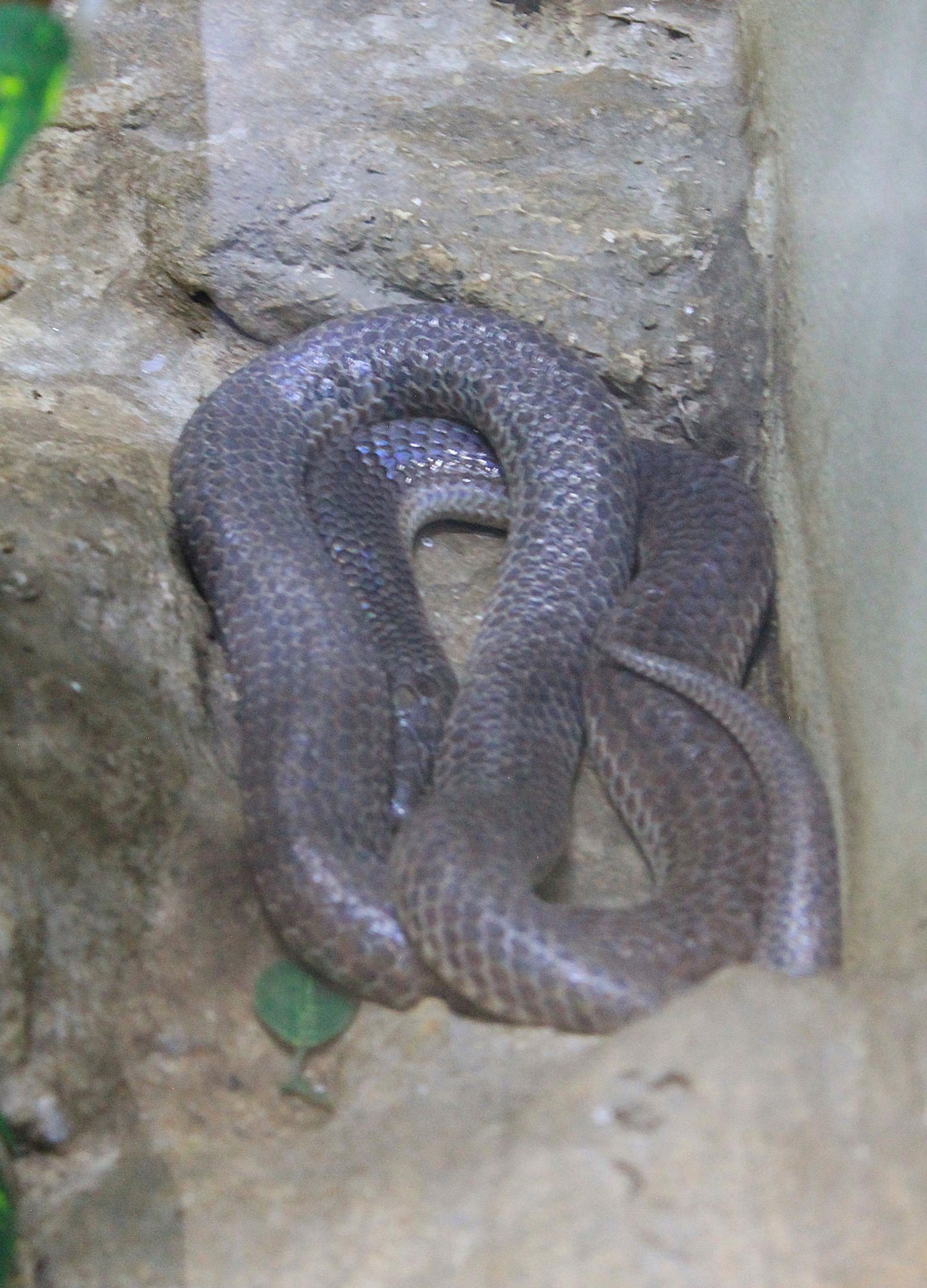 Sunbeam Snake (Xenopeltis unicolor)
