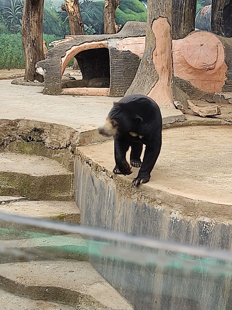 Sunbear (Helarctos malayanus)