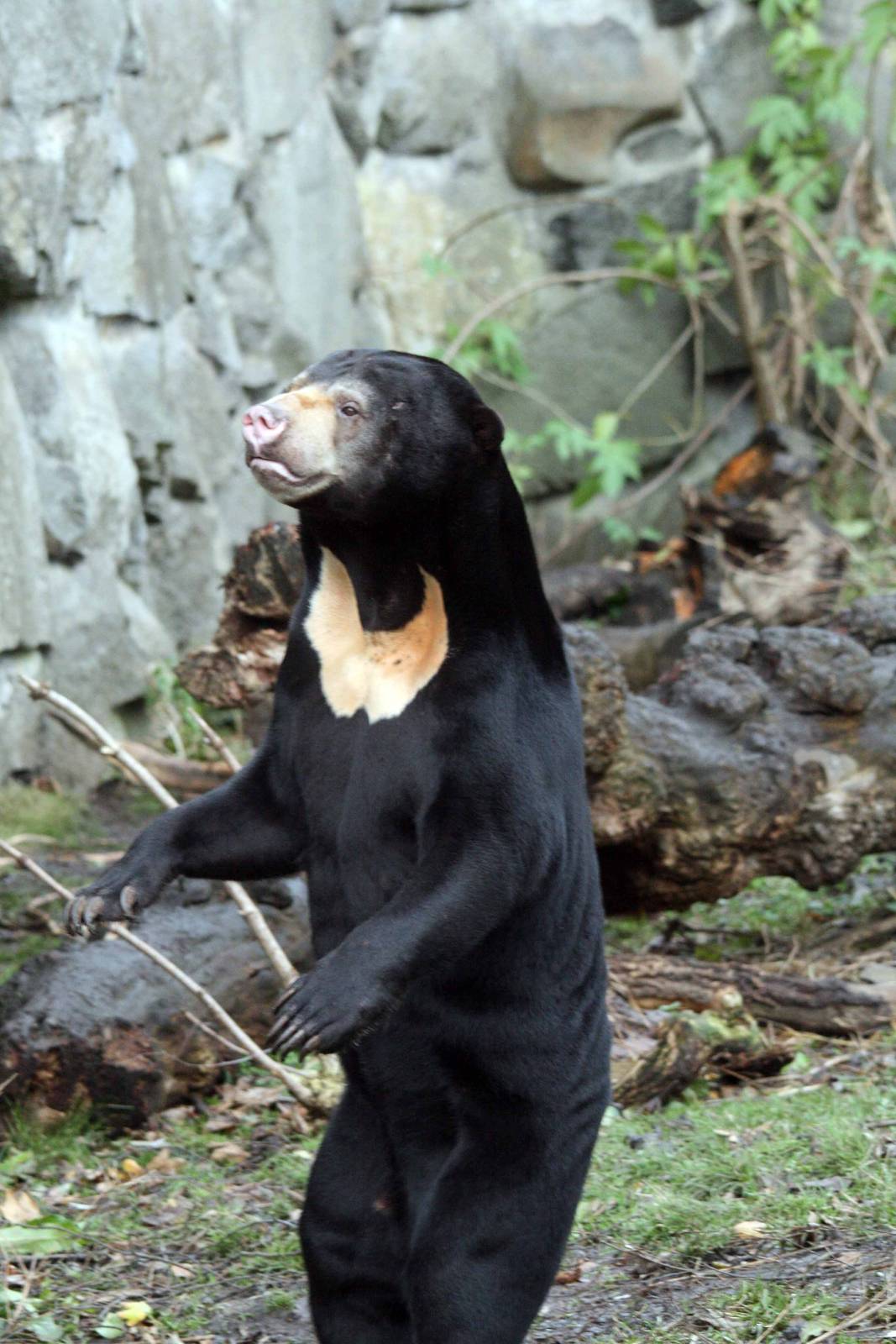 Sunbear