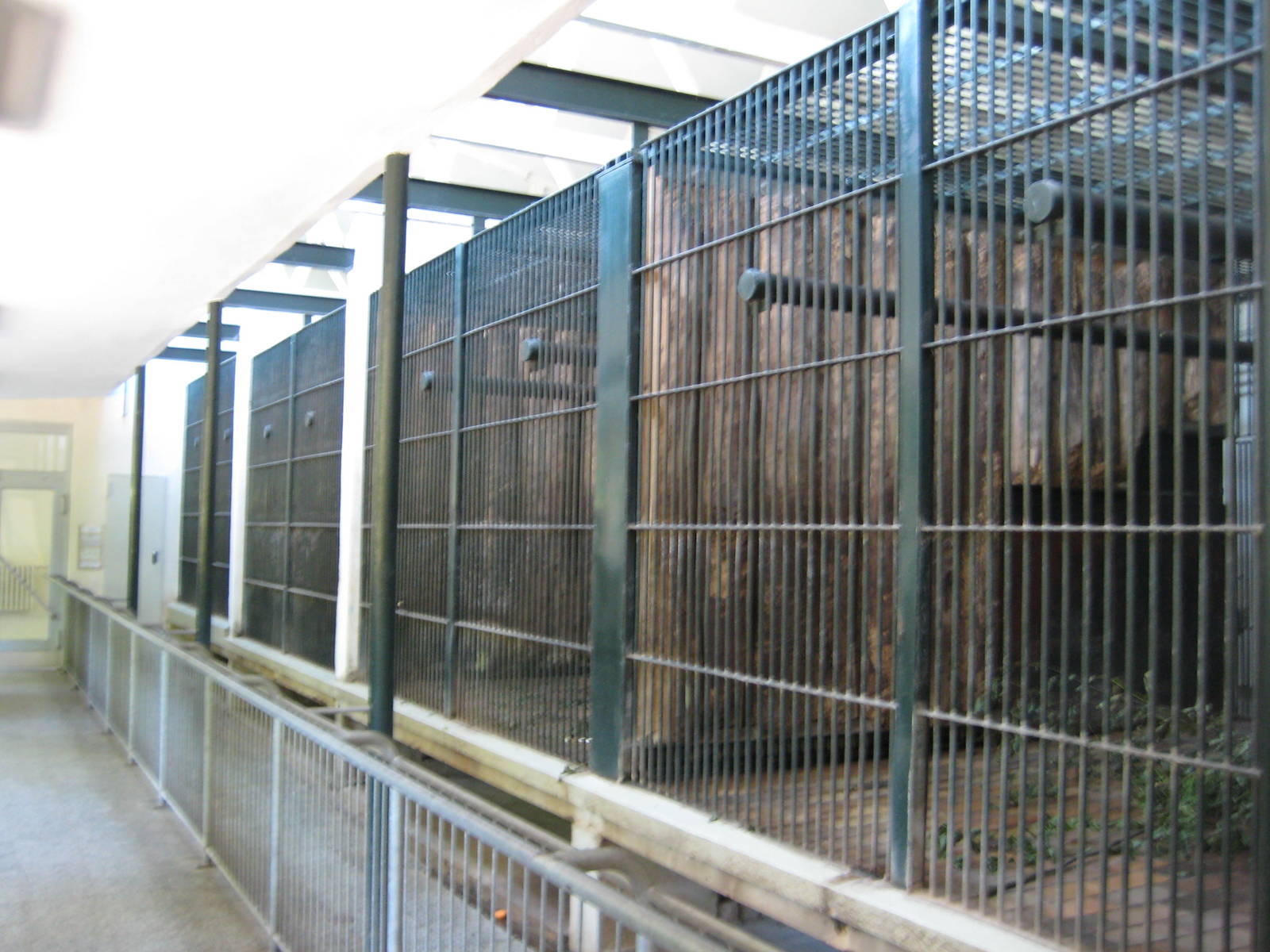 Sunbears Inside Cages