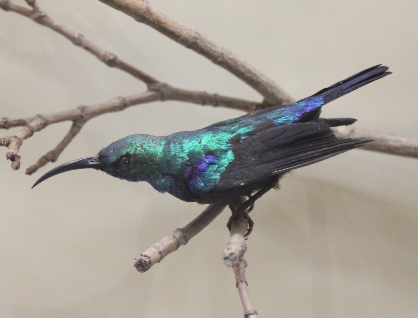 Sunbird ID