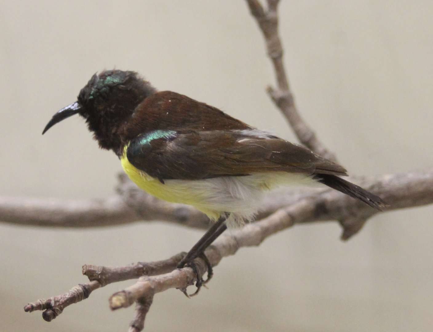 Sunbird ID