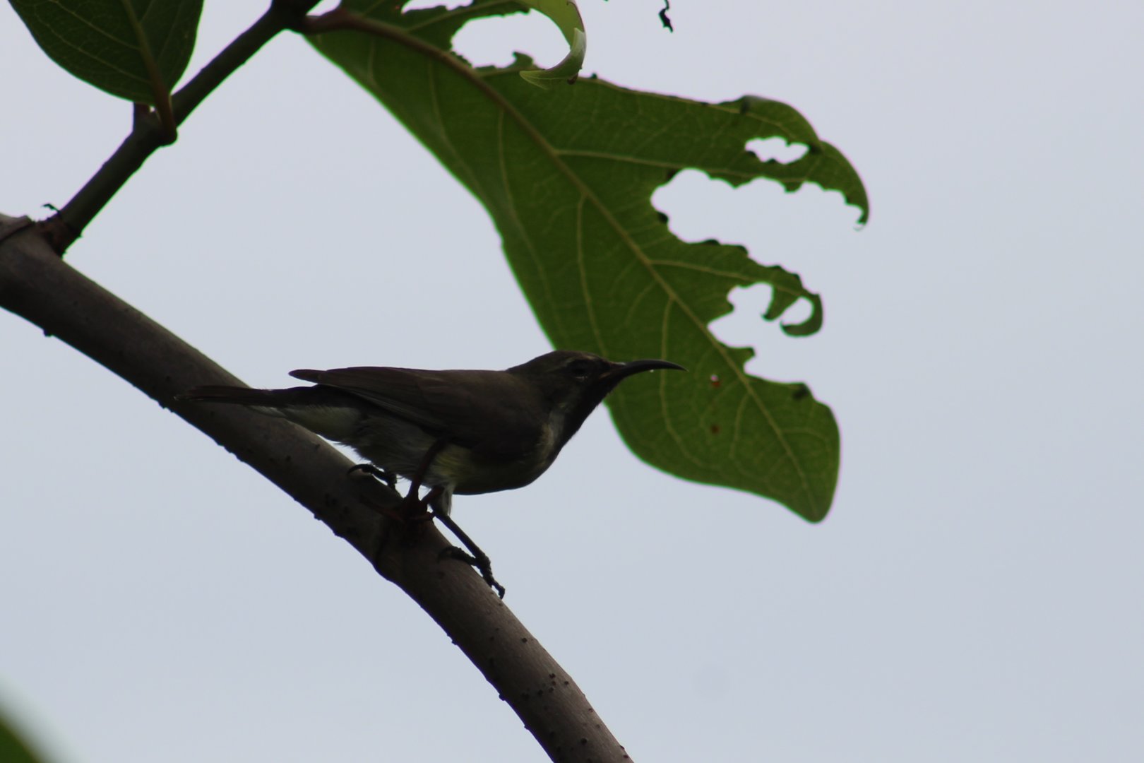 Sunbird ID